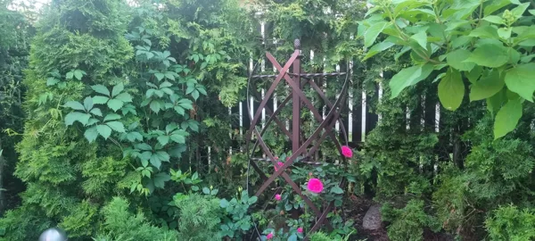 Rose Support