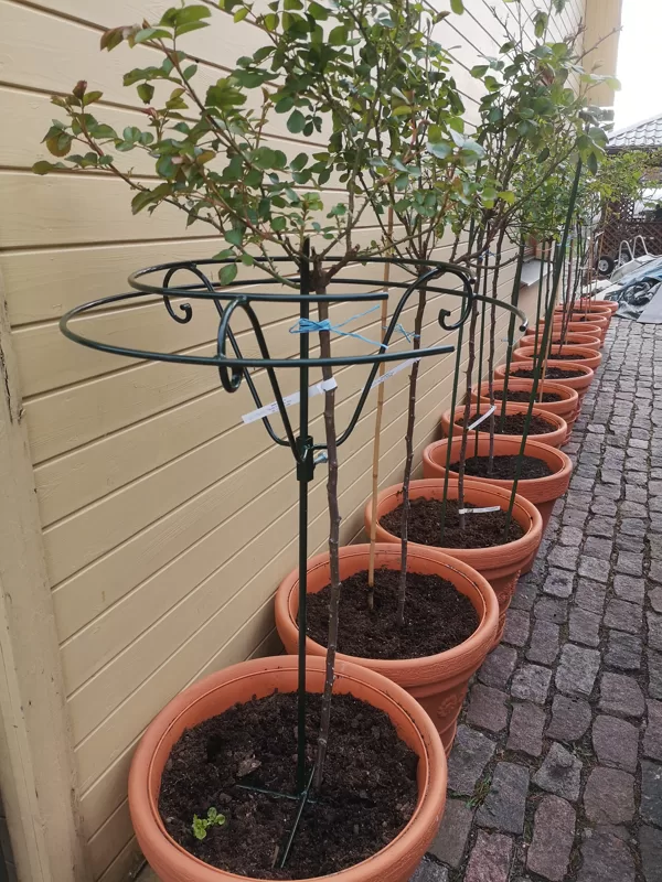 High Trunk Rose Support 